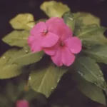سارا میری